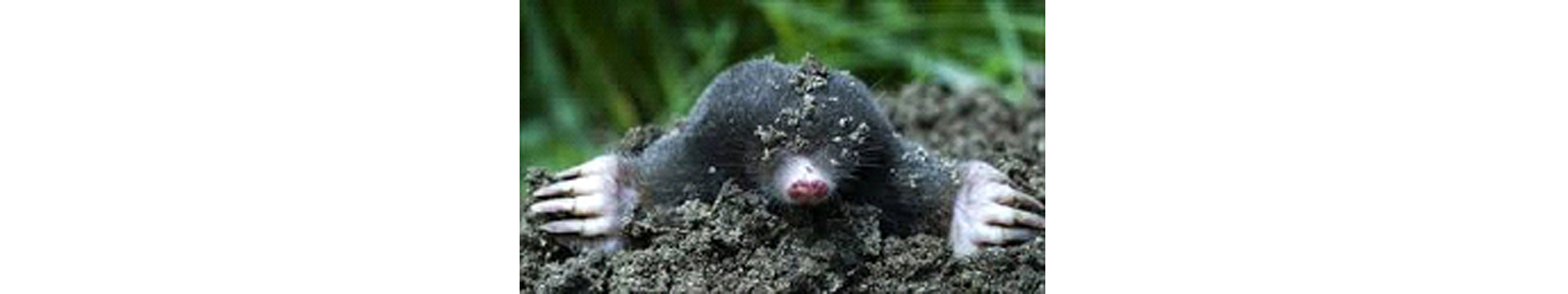 mole